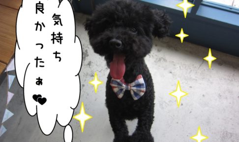 舌出しトイプードル