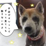 おすまし柴犬