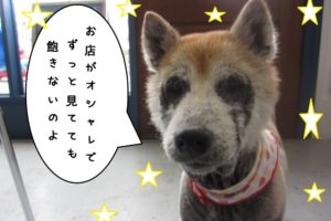 おすまし柴犬