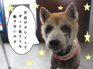 おすまし柴犬