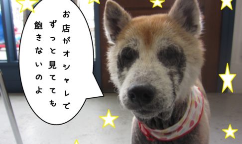 おすまし柴犬