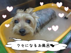 スパ中ヨーキー