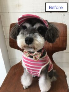 カット前Mシュナ