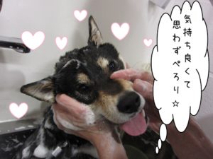 シャンプー中柴犬