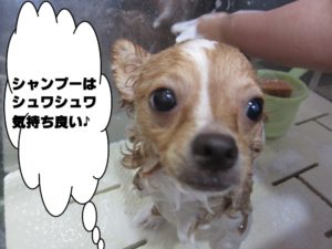 シャンプー中チワワ
