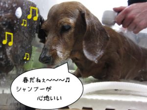 シャンプー中ミニチュアダックス