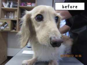 カット前ミニチュアダックス