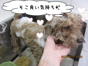 シャンプー中トイプードル