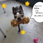 くわえるボストンテリア