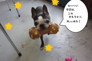 くわえるボストンテリア