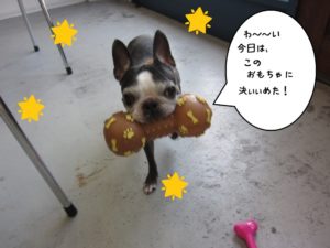 くわえるボストンテリア