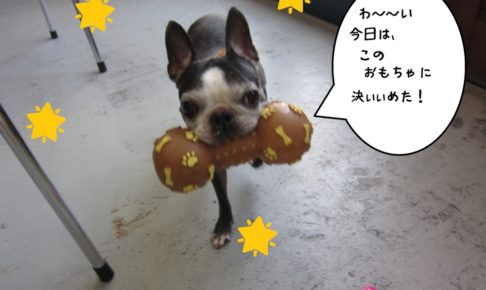 くわえるボストンテリア