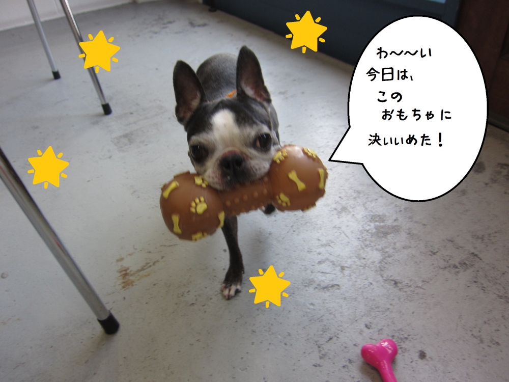 くわえるボストンテリア