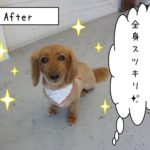 おすましミニチュアダックス