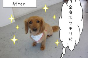 おすましミニチュアダックス