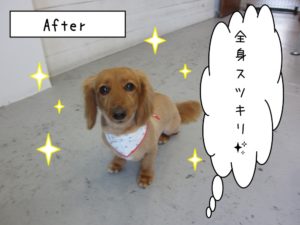 おすましミニチュアダックス