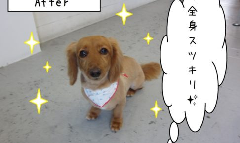 おすましミニチュアダックス