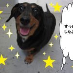 笑顔ミニチュアダックス