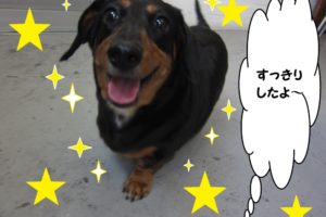 笑顔ミニチュアダックス