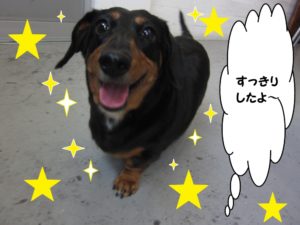 笑顔ミニチュアダックス