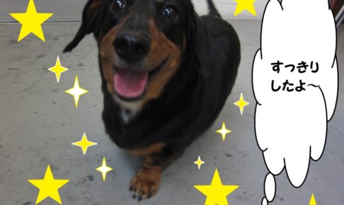 笑顔ミニチュアダックス