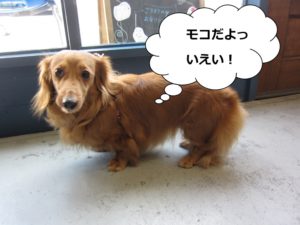 施術前ミニチュアダックス