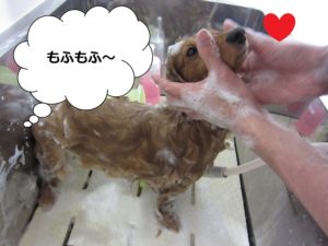 シャンプー中ミニチュアダックス