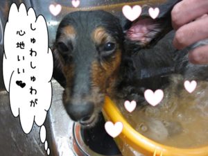 スパ中ミニチュアダックス