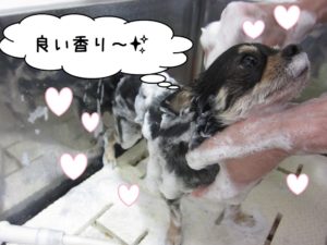 シャンプー中チワワ