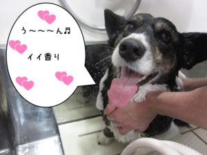 シャンプー中コーギー