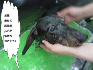 スパ中ミニチュアダックス