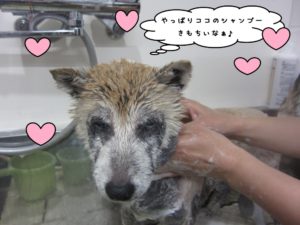シャンプー中柴犬