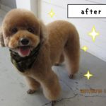 笑顔トイプードル