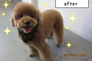 笑顔トイプードル