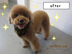 笑顔トイプードル