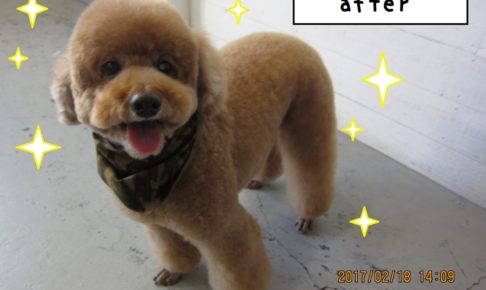 笑顔トイプードル