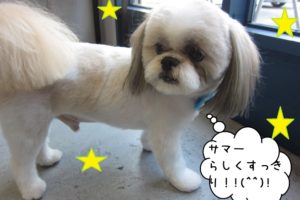 おすましシーズー