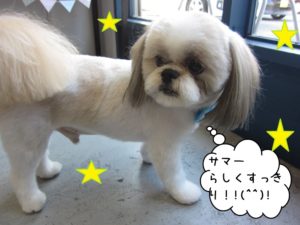 おすましシーズー