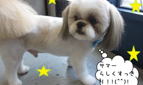 おすましシーズー