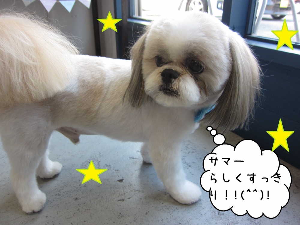 おすましシーズー