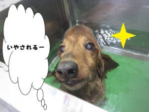 スパ中ミニチュアダックス