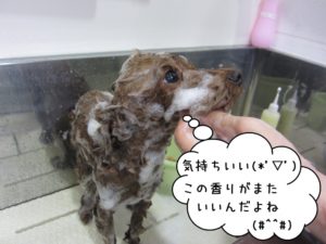 シャンプー中トイプードル