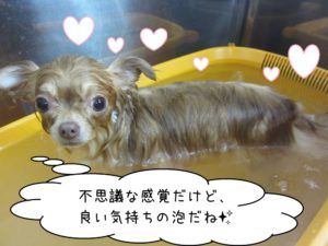 スパ中チワワ