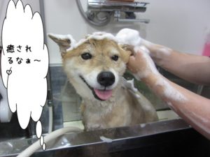 シャンプー中ミックス