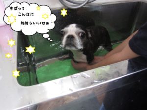 スパ中ボストンテリア