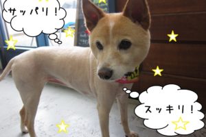 おすましミックス