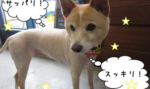 おすましミックス