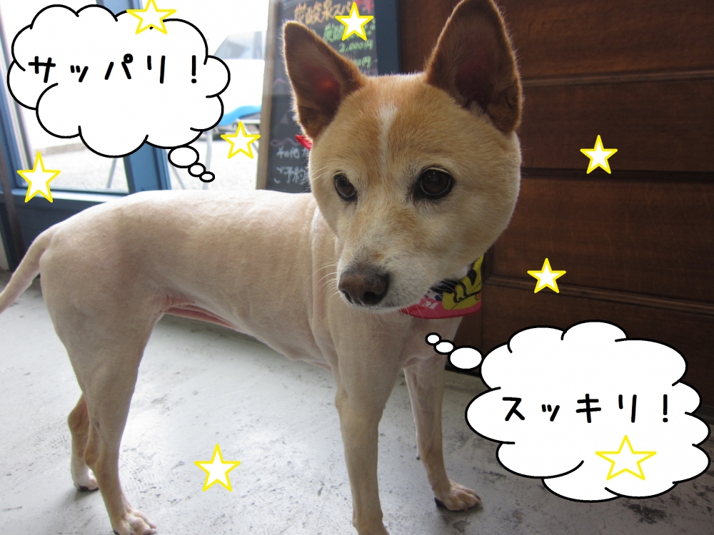 おすましミックス