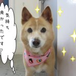 おすましミックス