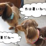 二人ミニチュアダックス